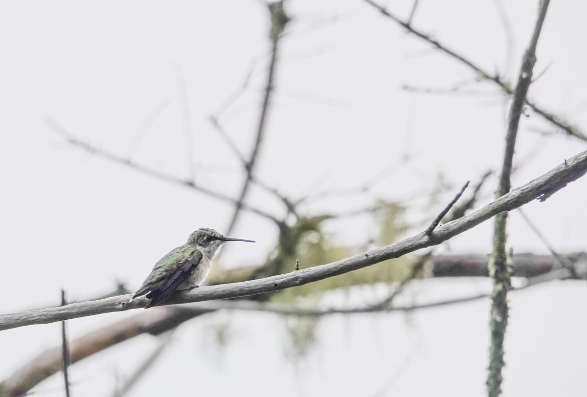 Ruby-throated Hummingbird - ML603663401