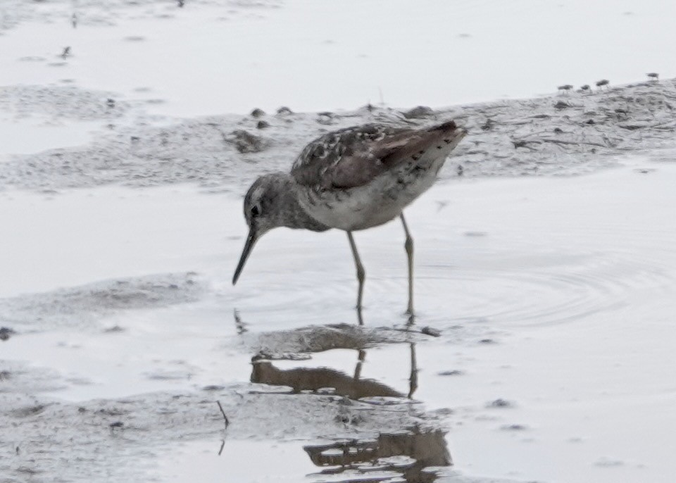 Wood Sandpiper - Nancy Moran