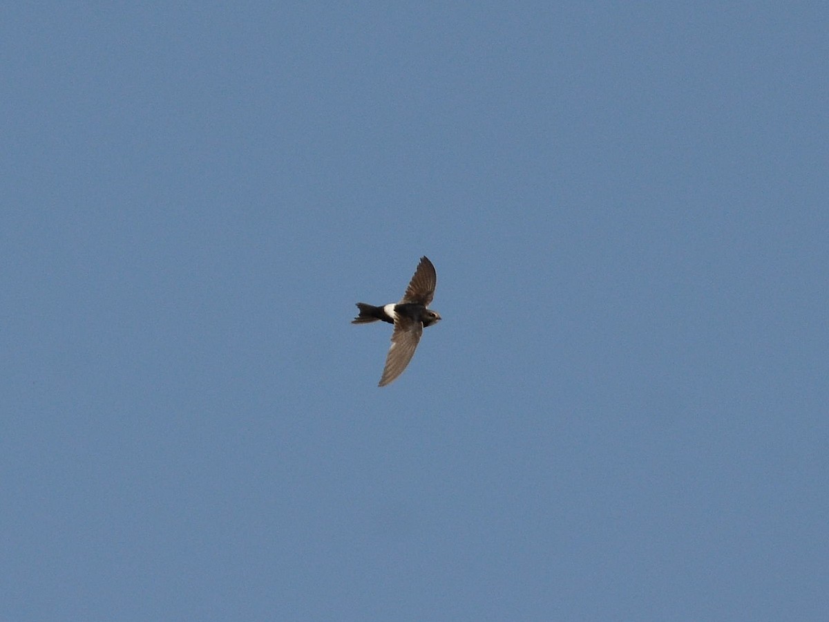 White-rumped Swift - ML603663541