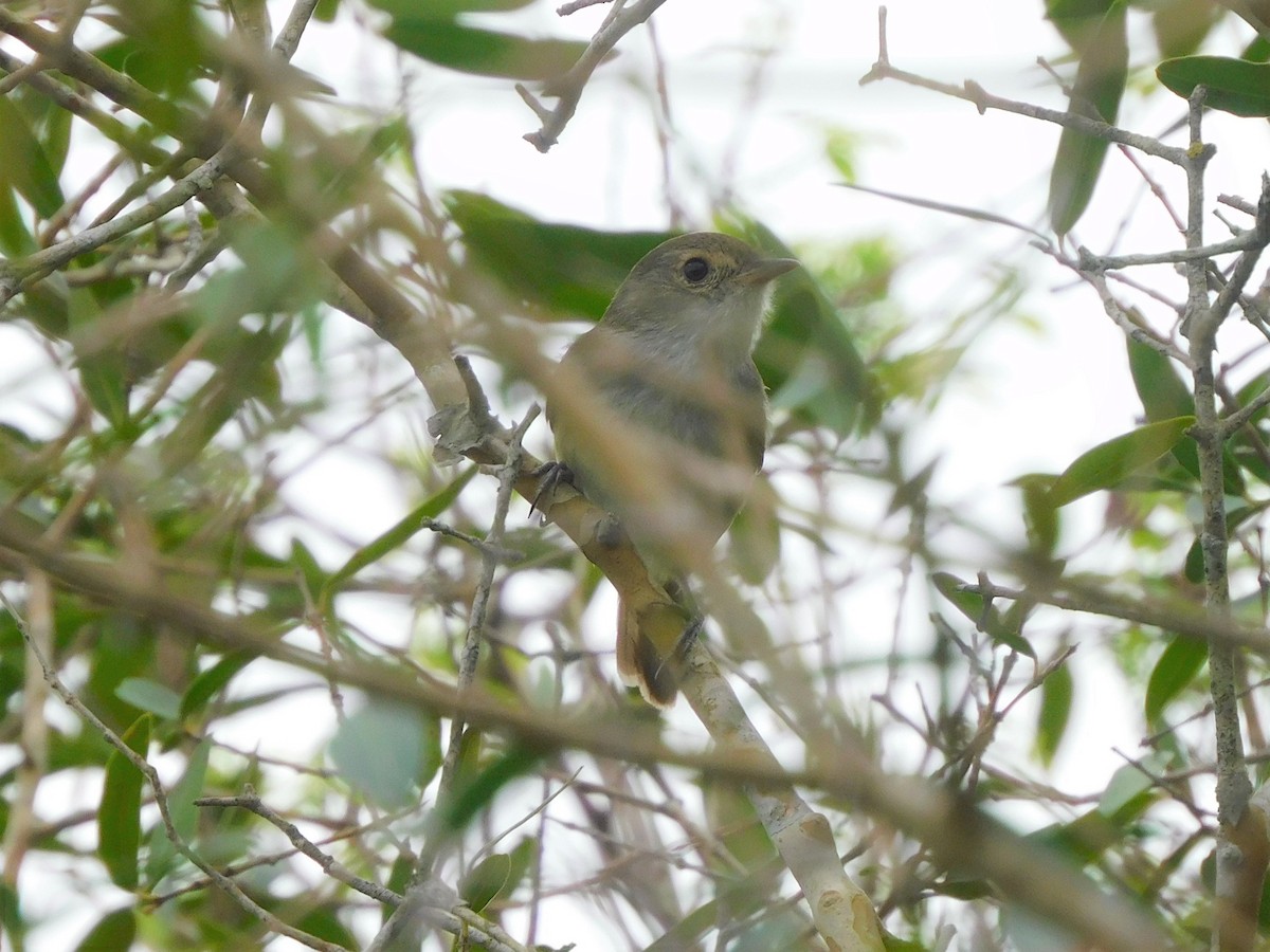 Fulvous-crowned Scrub-Tyrant - ML603664501