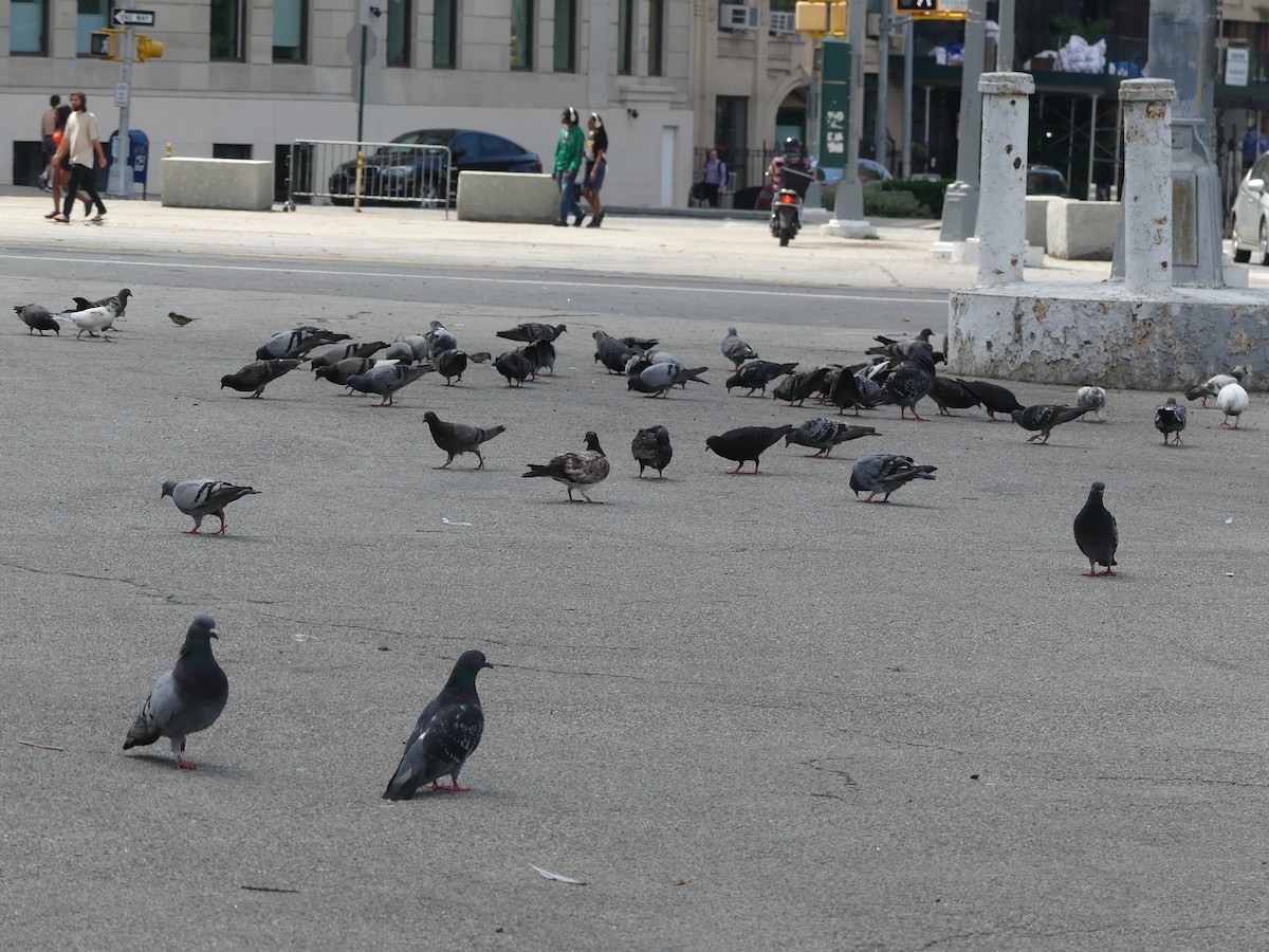 Rock Pigeon (Feral Pigeon) - ML603664671