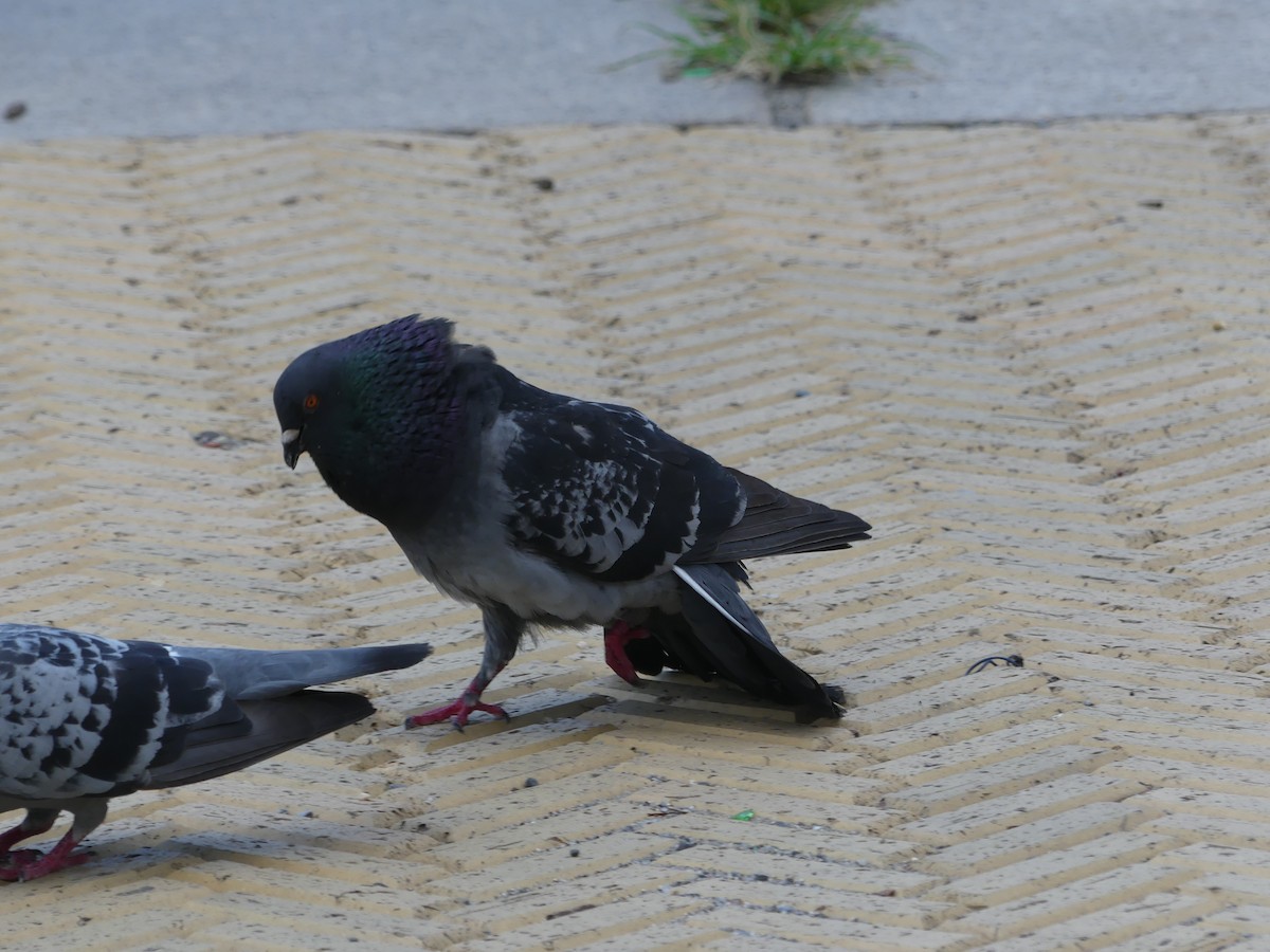 Rock Pigeon (Feral Pigeon) - ML603664741