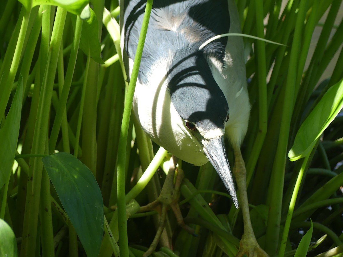 Black-crowned Night Heron - ML603664781