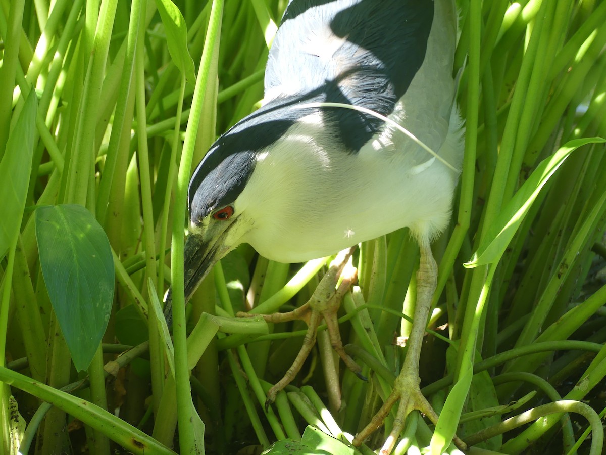 Black-crowned Night Heron - ML603664791