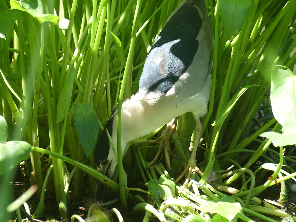 Black-crowned Night Heron - ML603664801