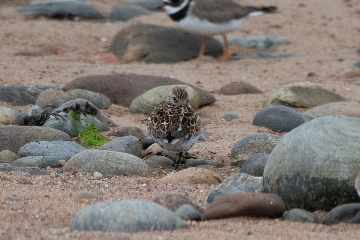 Little Stint - Andy Tonge