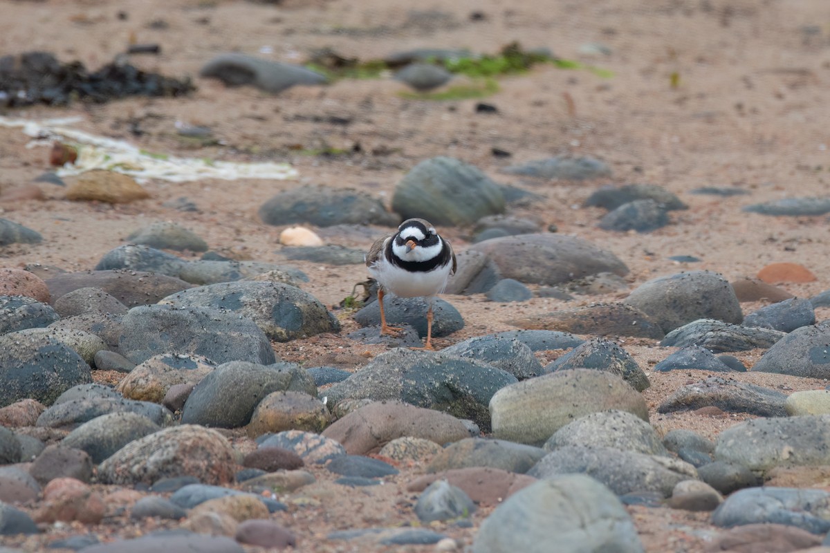 Common Ringed Plover - ML603664891