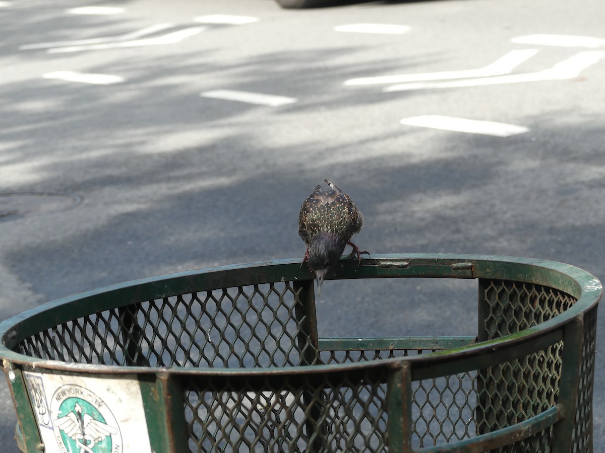 European Starling - ML603665001