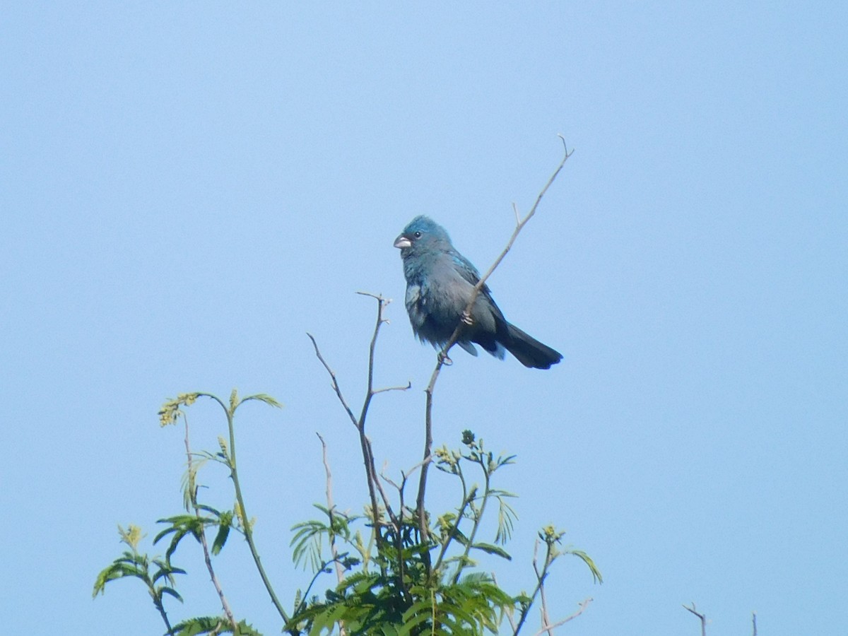 Glaucous-blue Grosbeak - ML603665121