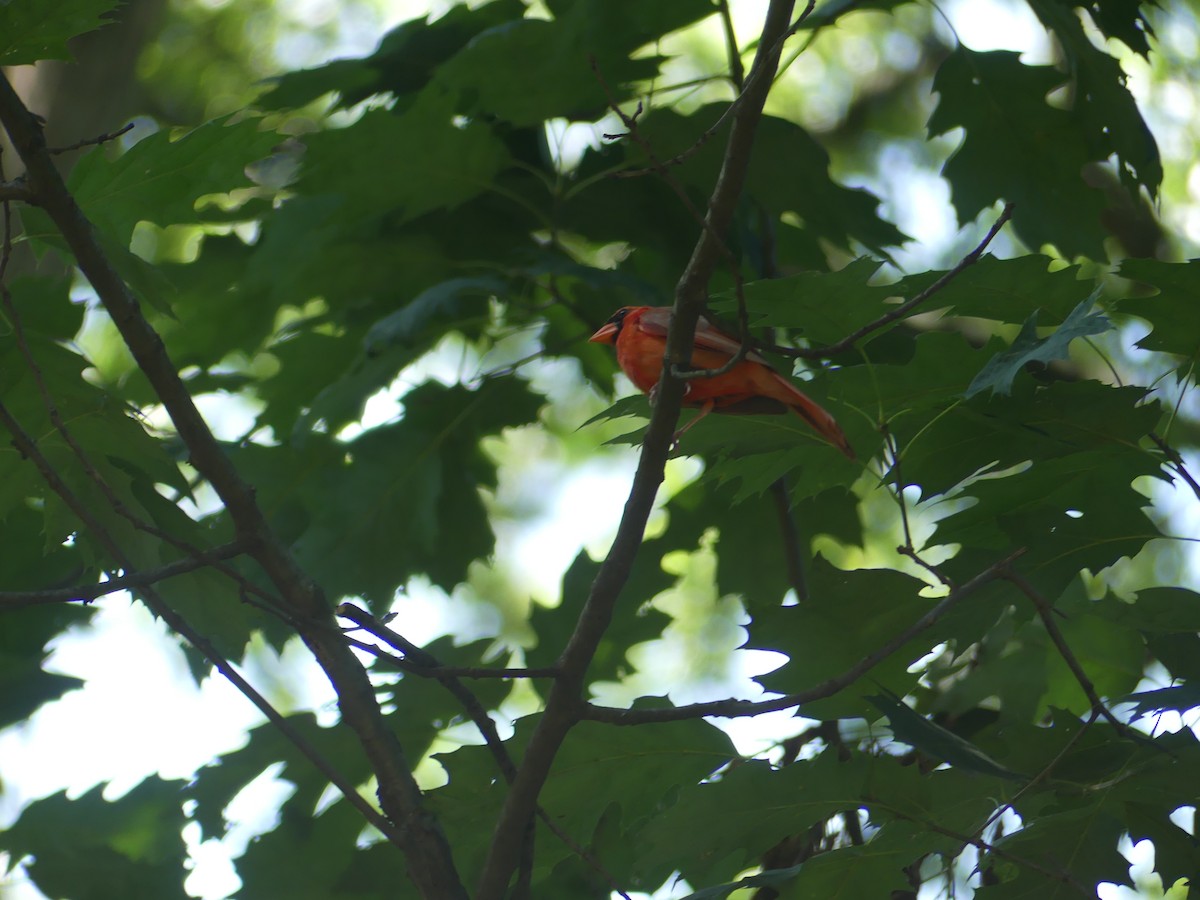 Northern Cardinal - ML603665341