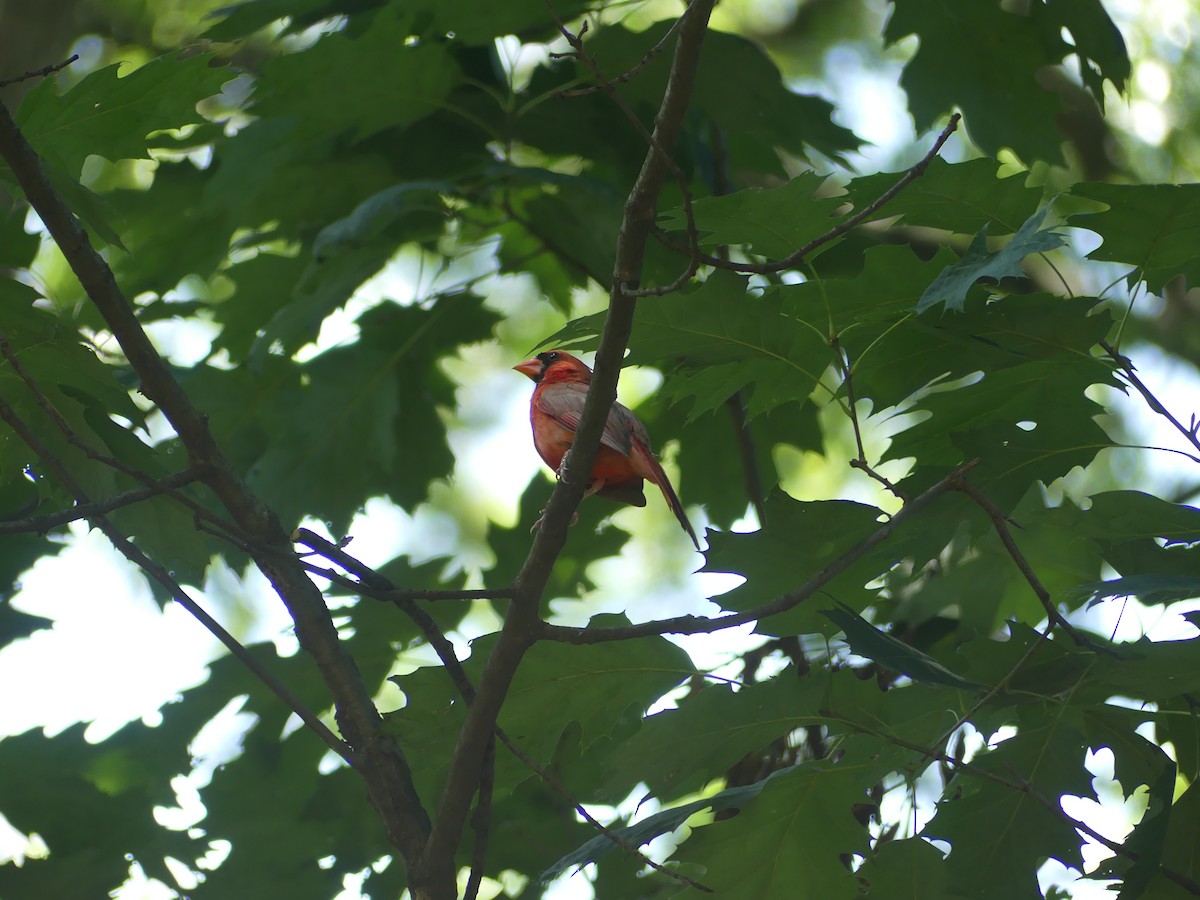 Cardinal rouge - ML603665351