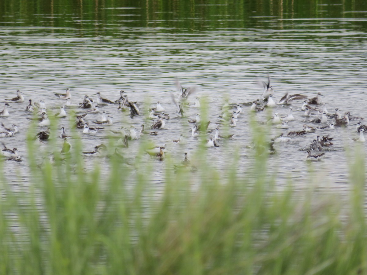 Phalarope à bec étroit - ML603665501