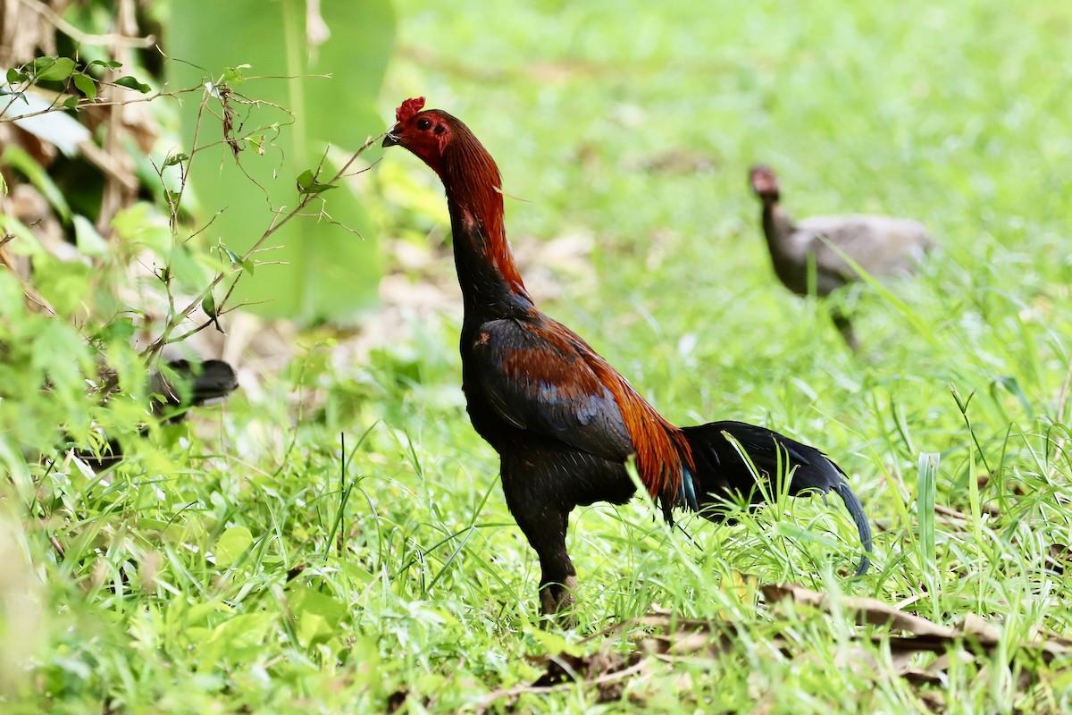 Coq bankiva - ML603666881