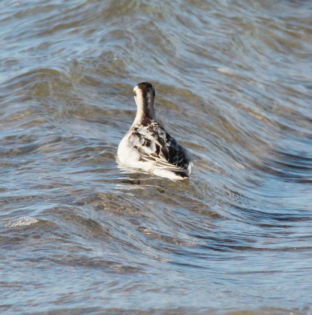 Red-necked Phalarope - ML603667161