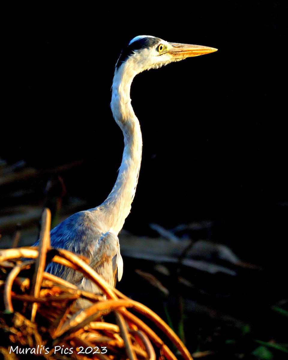 Gray/Purple Heron - ML603668101