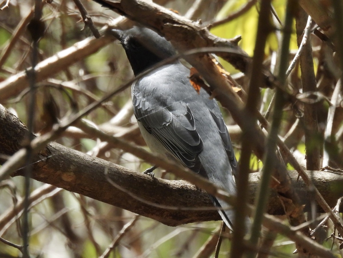 Madagascar Cuckooshrike - Jenny Young