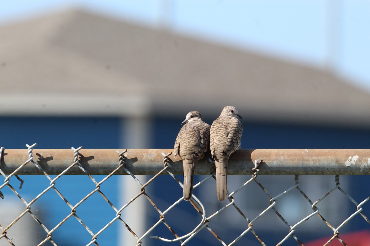 Mourning Dove - ML603668401