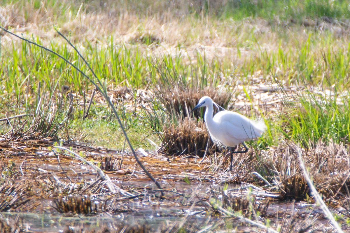 Little Egret - ML603668561