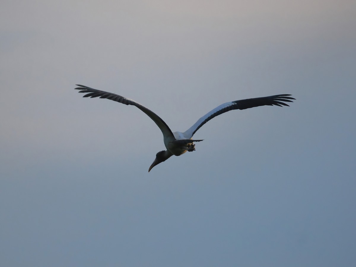 Wood Stork - ML603668801