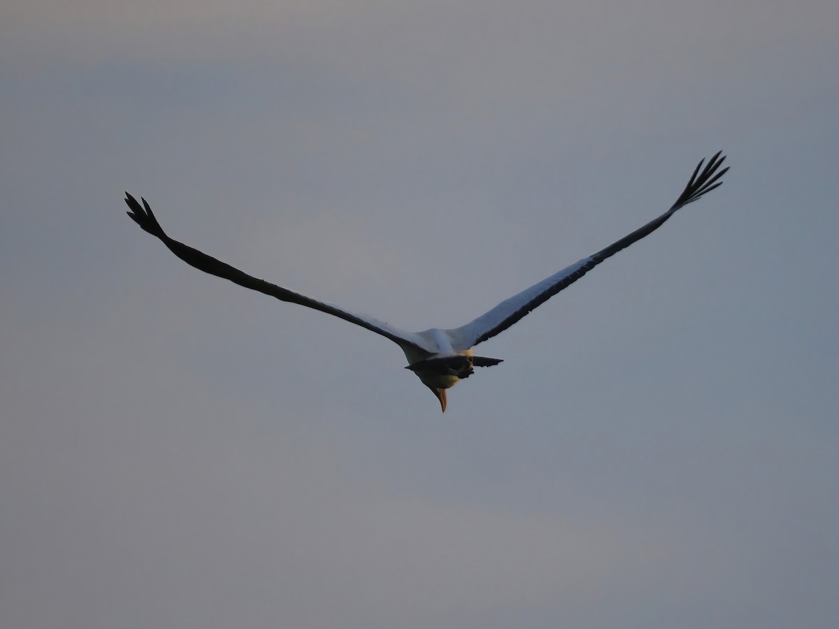 Wood Stork - ML603668811