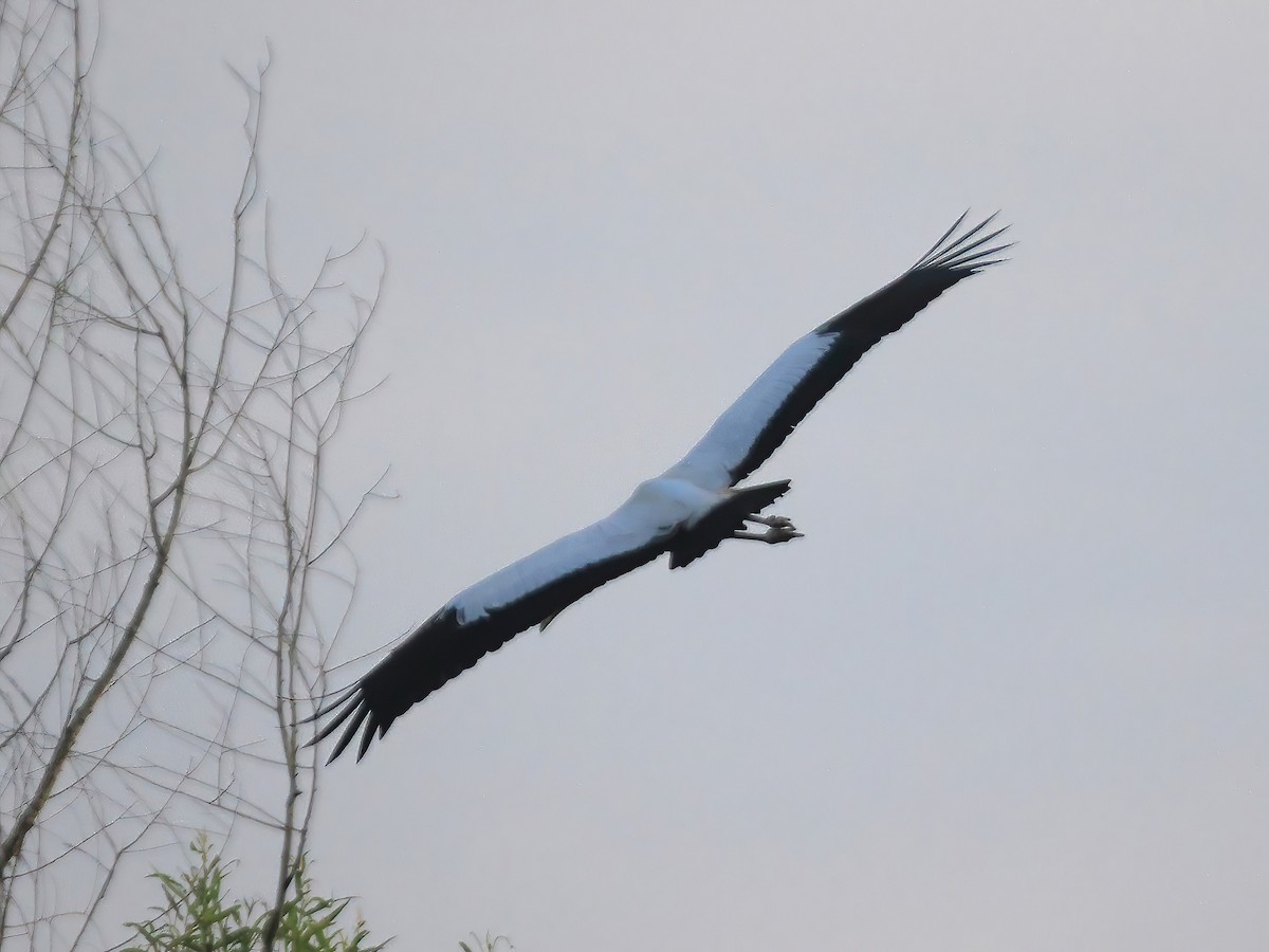 Wood Stork - ML603668821