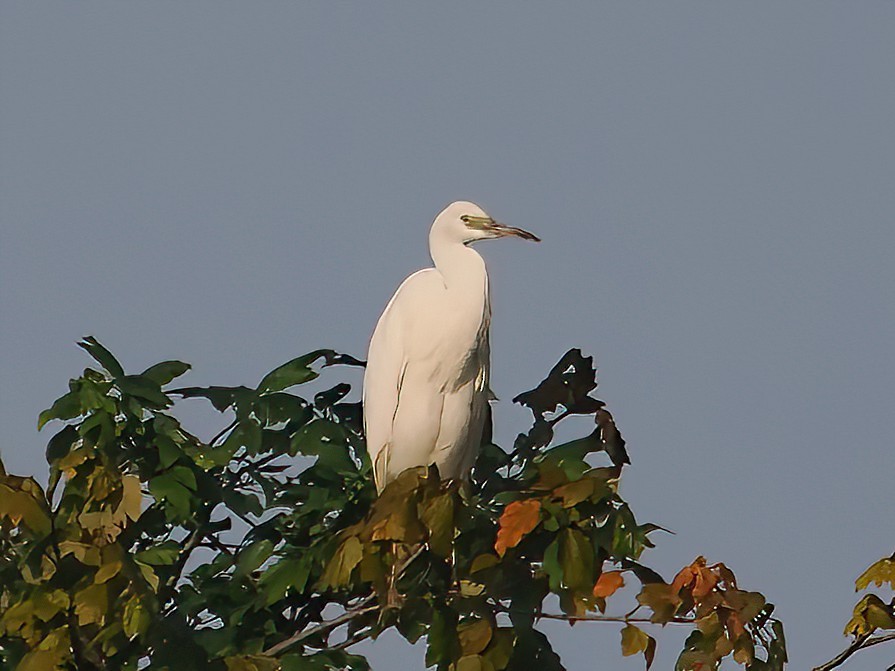 Little Blue Heron - ML603668881