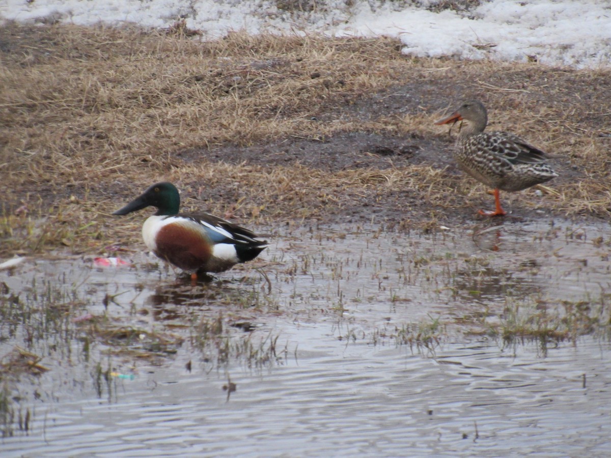 Northern Shoveler - ML60366901