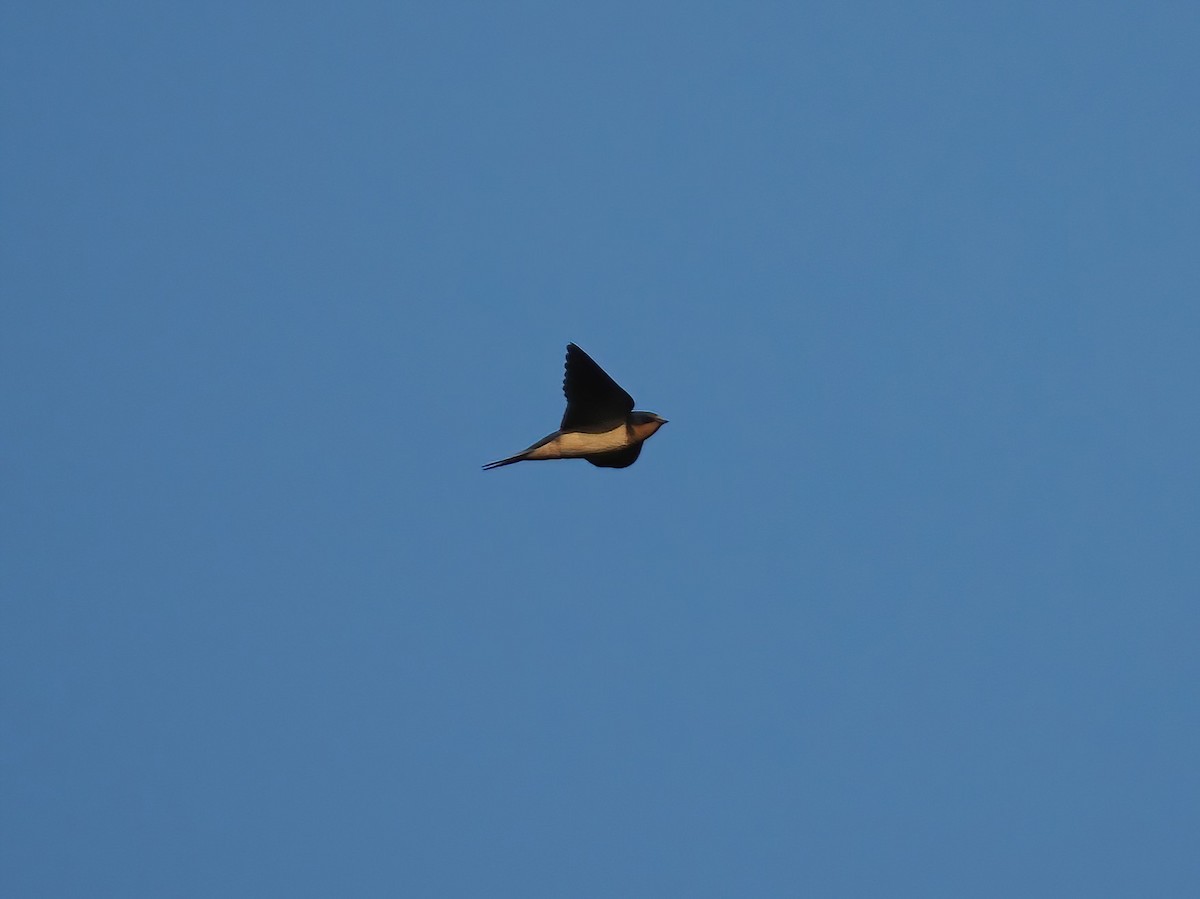 Barn Swallow - ML603669051