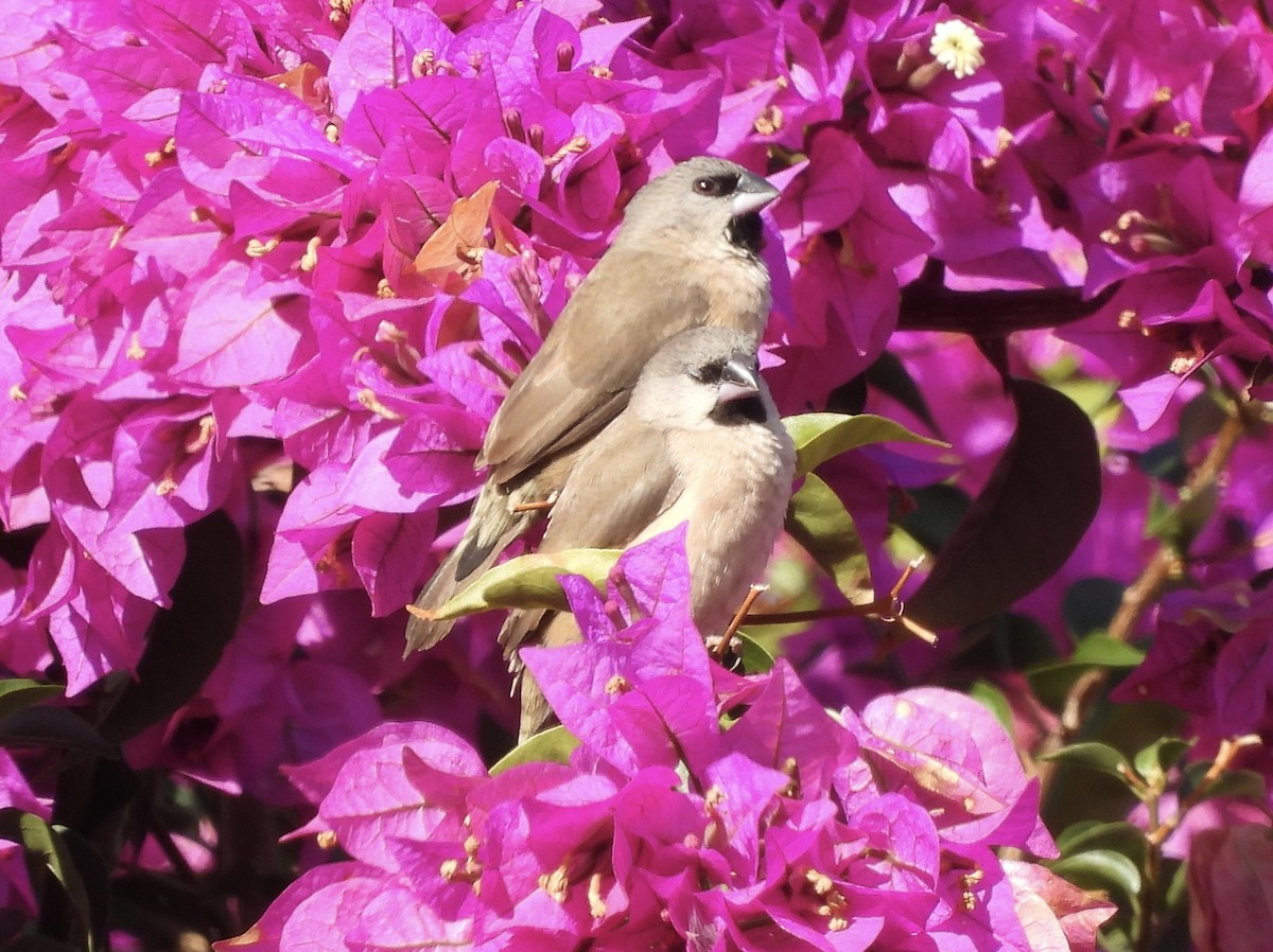 Madagascar Munia - Jenny Young