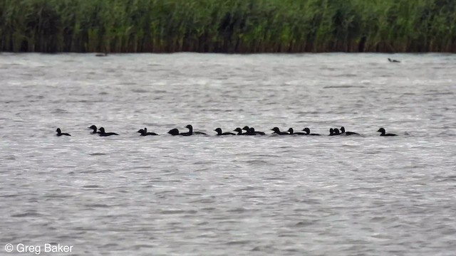 Common Scoter - ML603670081