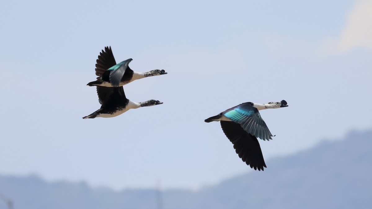 Comb Duck - ML603671081