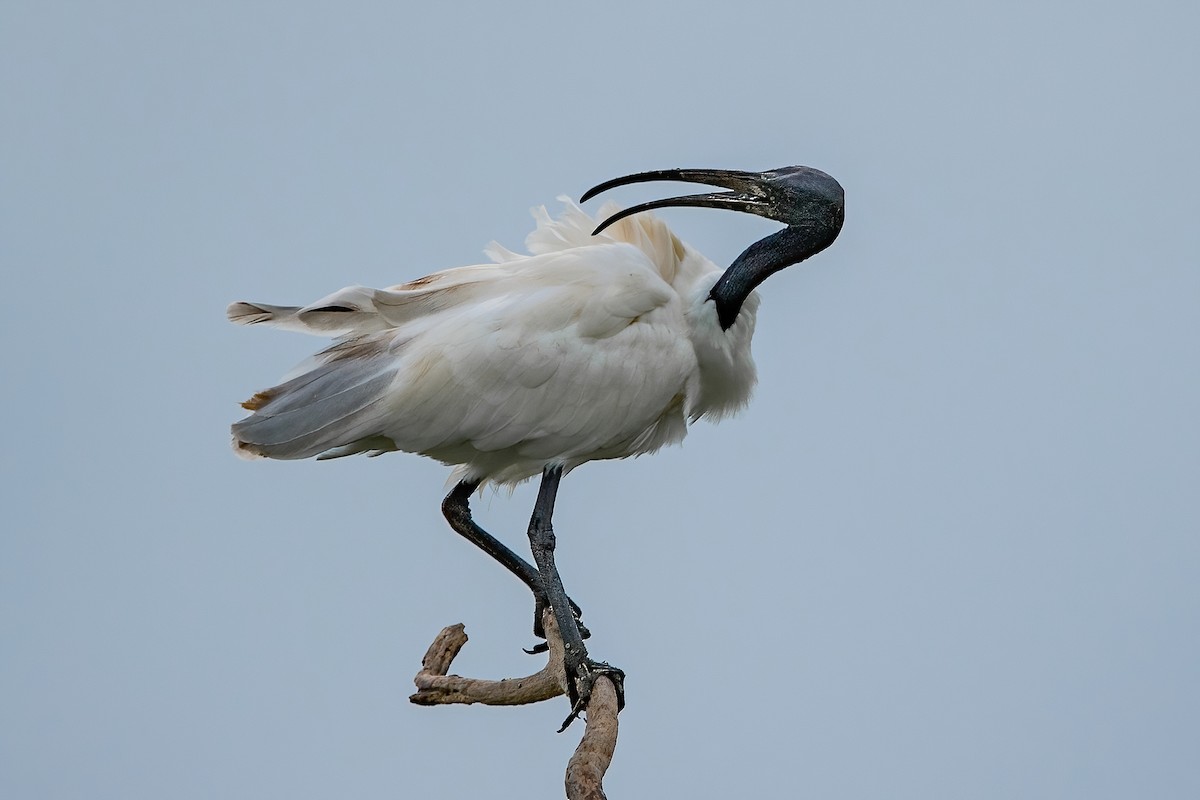 ibis černohlavý - ML603671211