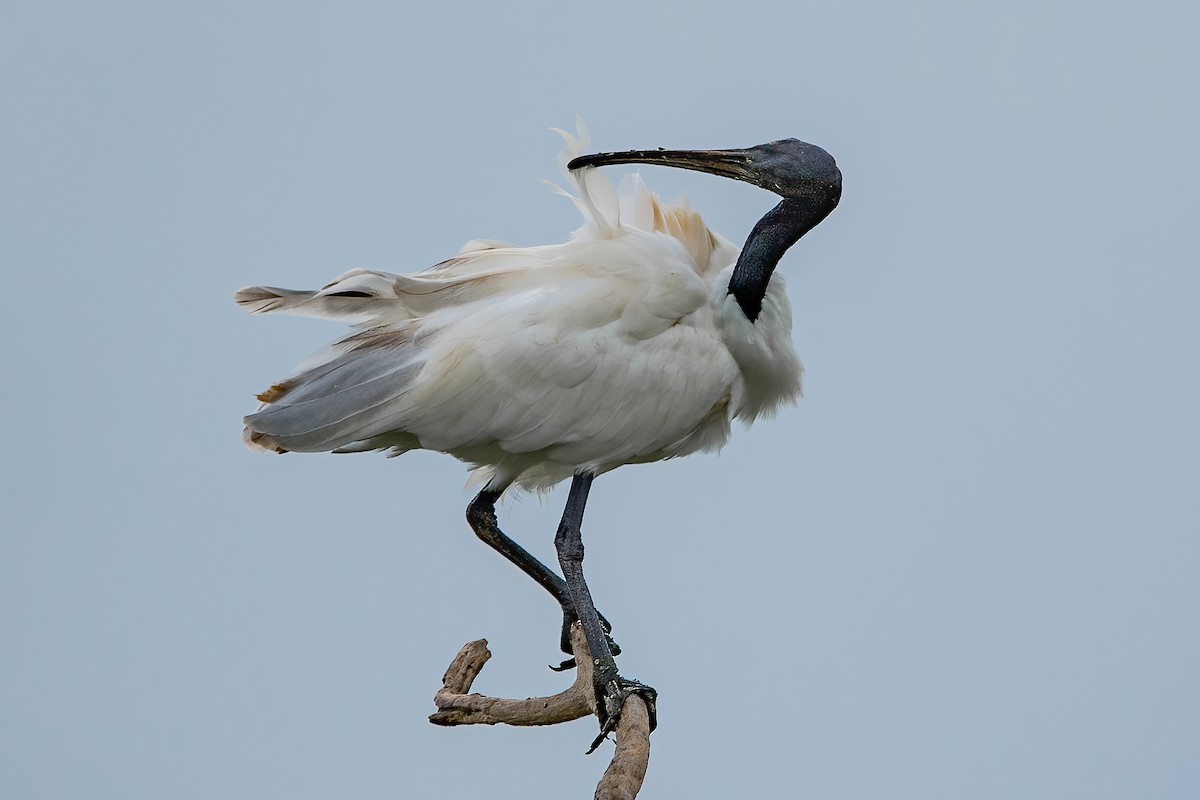 ibis černohlavý - ML603671221