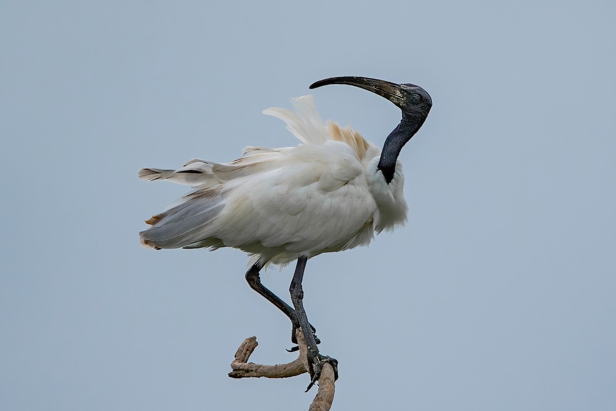 ibis černohlavý - ML603671231