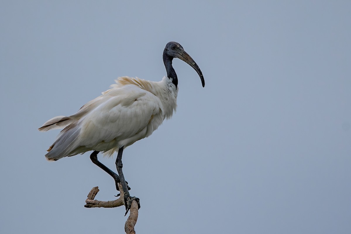 ibis černohlavý - ML603671241