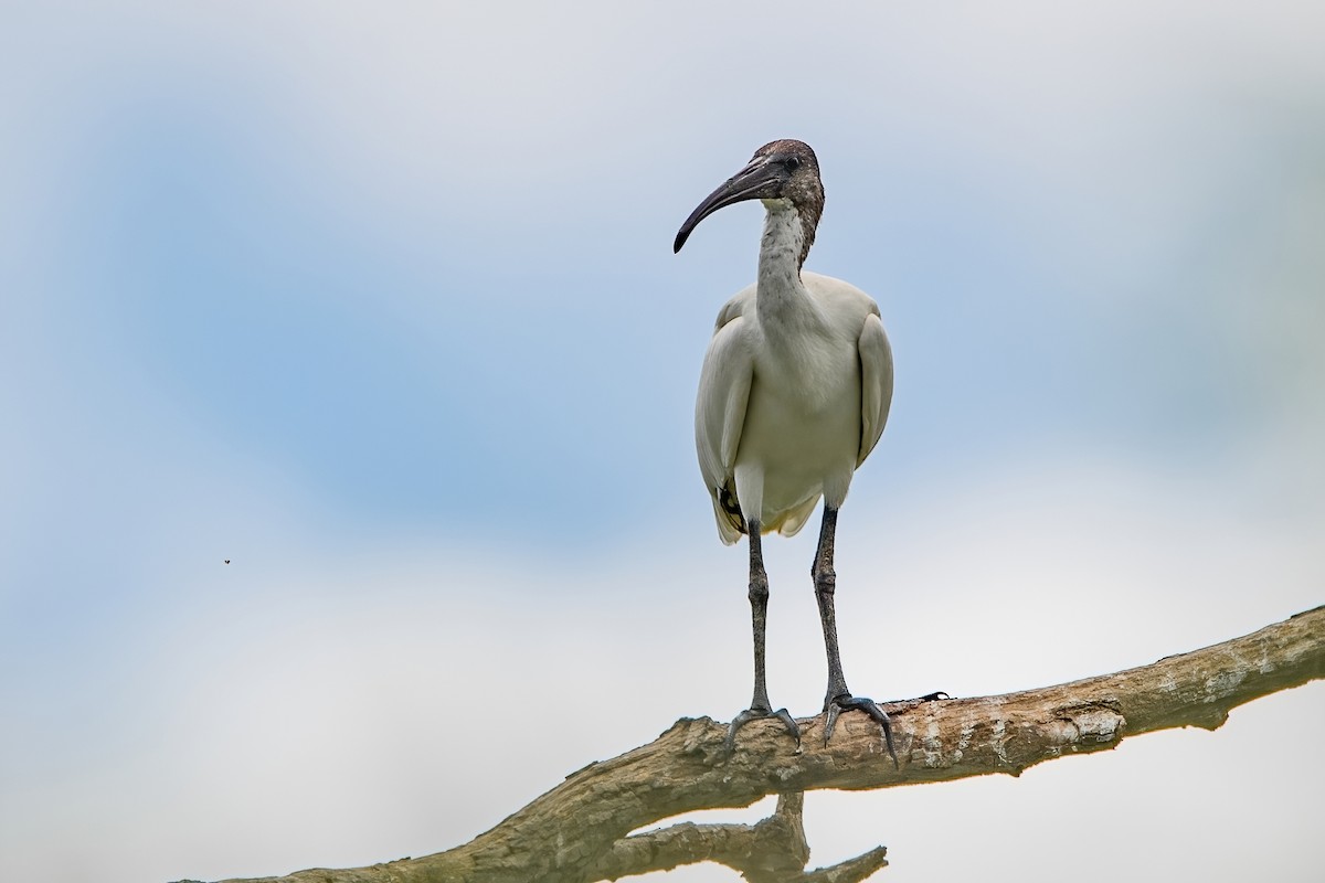 ibis černohlavý - ML603671251