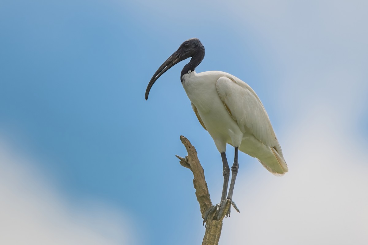 ibis černohlavý - ML603671261