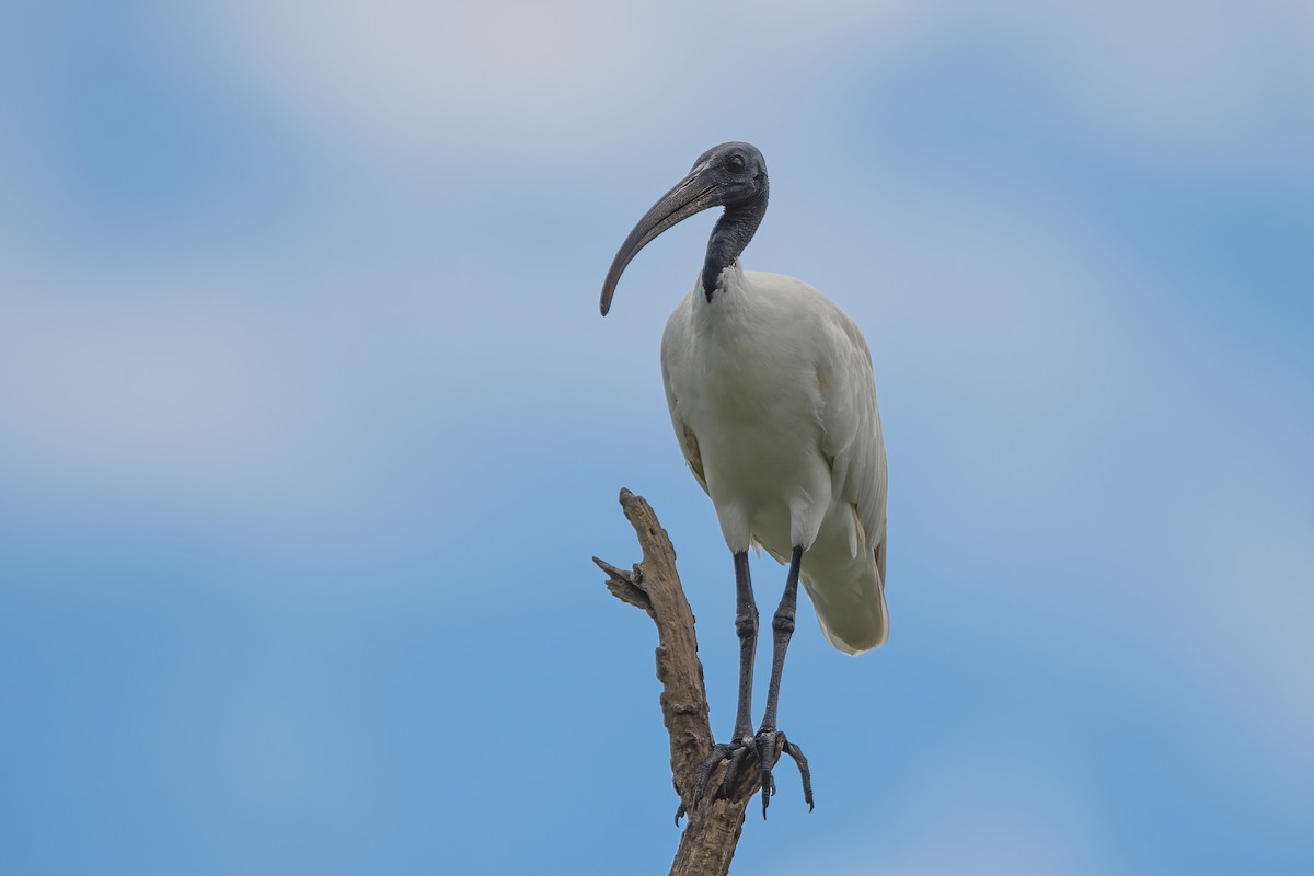 ibis černohlavý - ML603671271