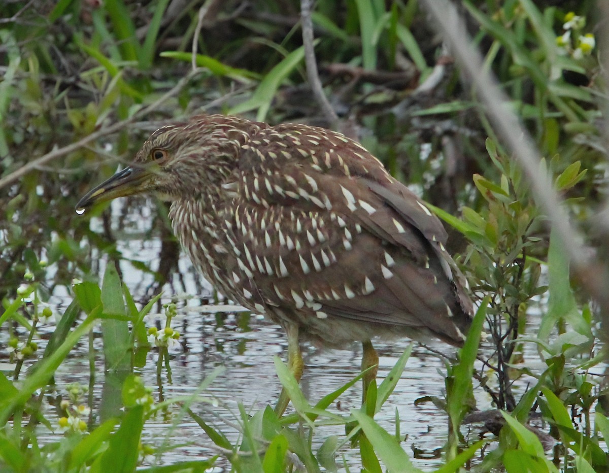 Black-crowned Night Heron - Shawn Morneault