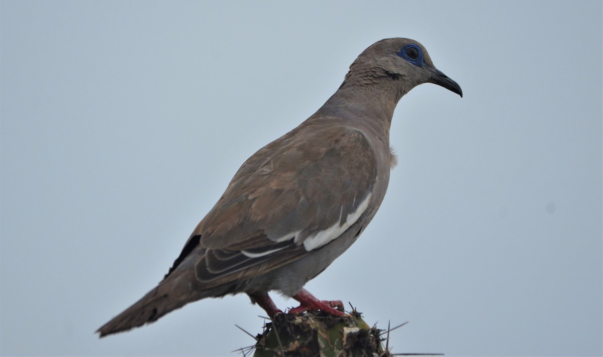 West Peruvian Dove - ML603671651
