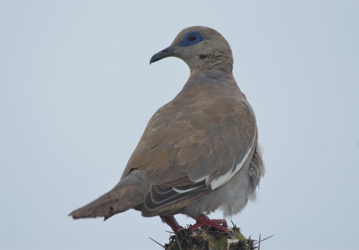 West Peruvian Dove - ML603671761