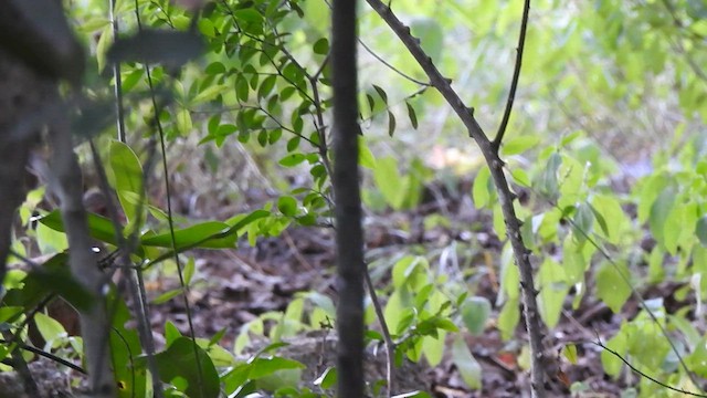 Red Spurfowl - ML603671891