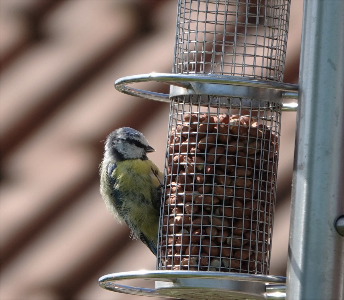 Eurasian Blue Tit - ML603673451