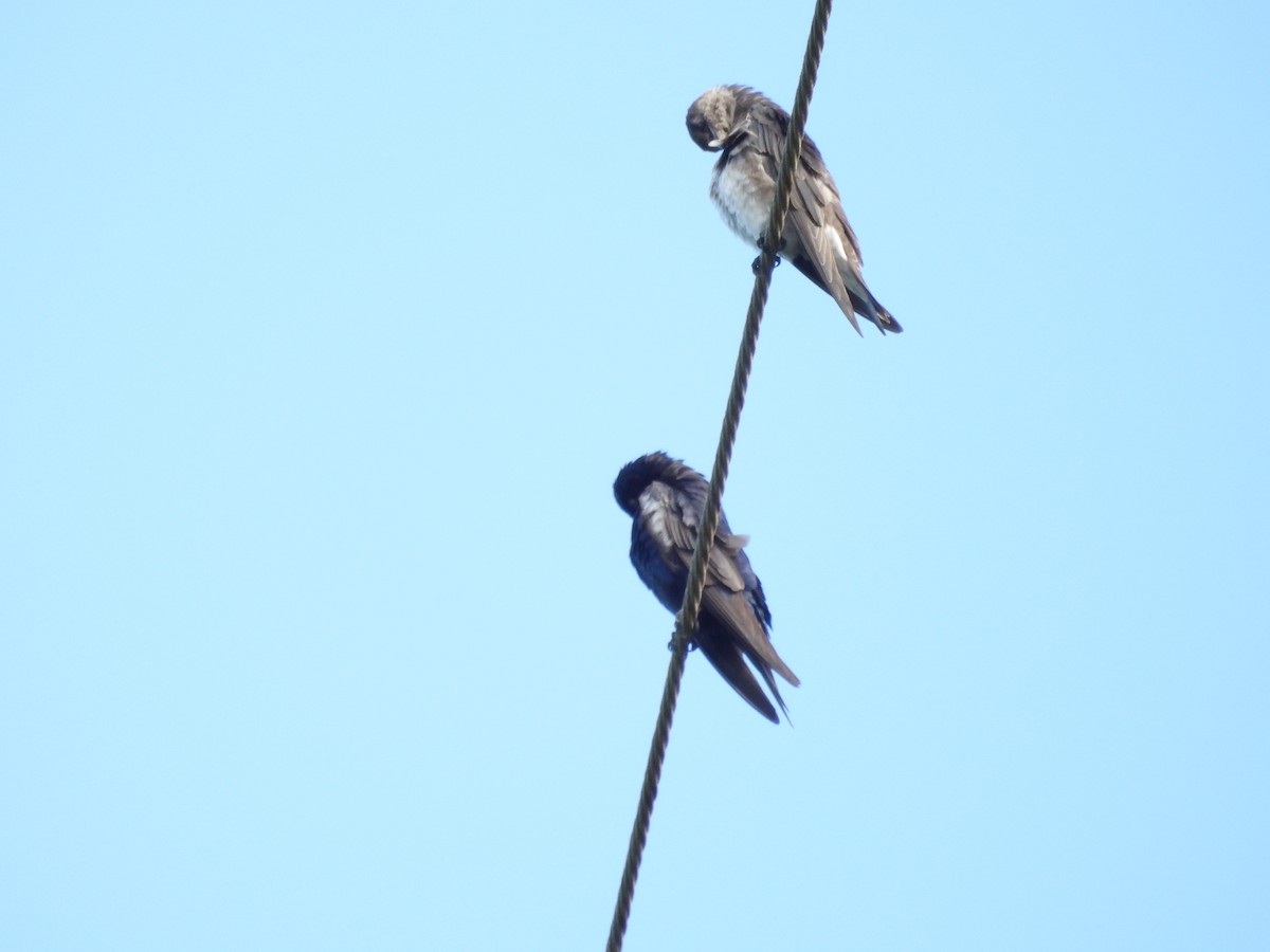 Golondrina Purpúrea - ML603673551