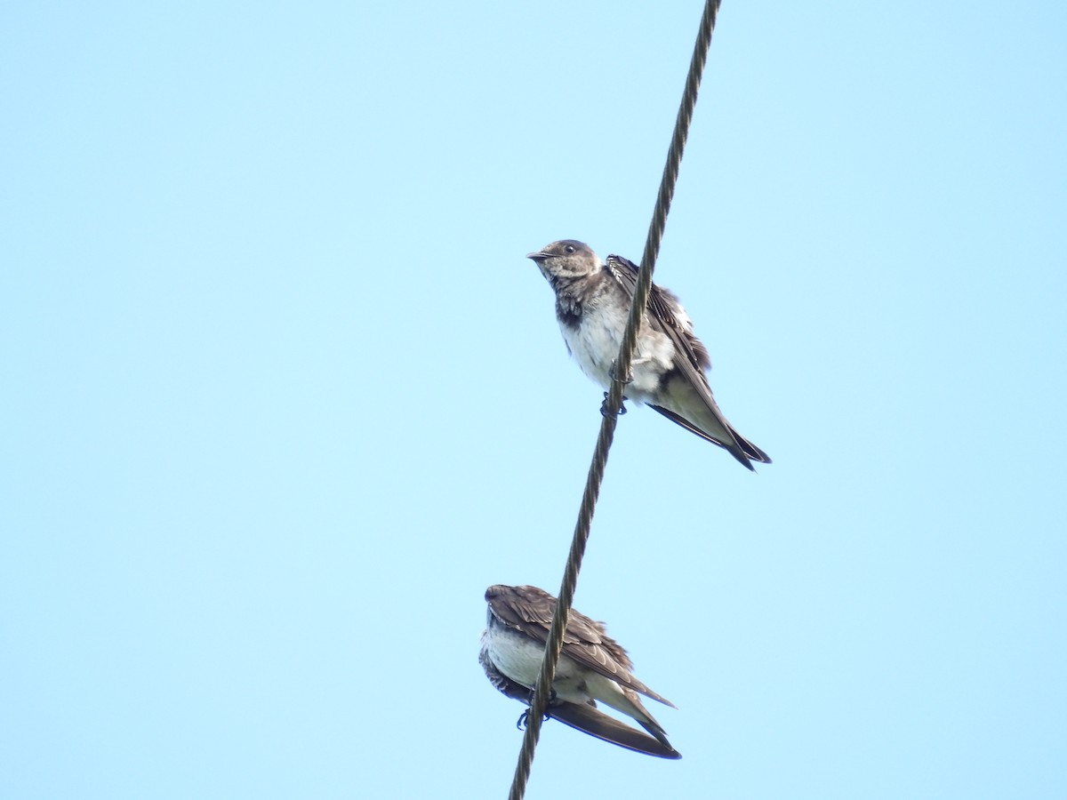 Purple Martin - ML603673561