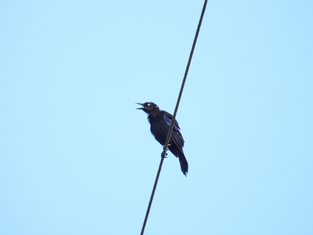 Common Grackle - ML603673631