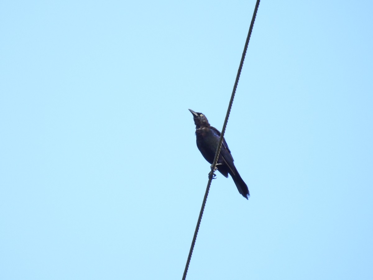 Common Grackle - ML603673641