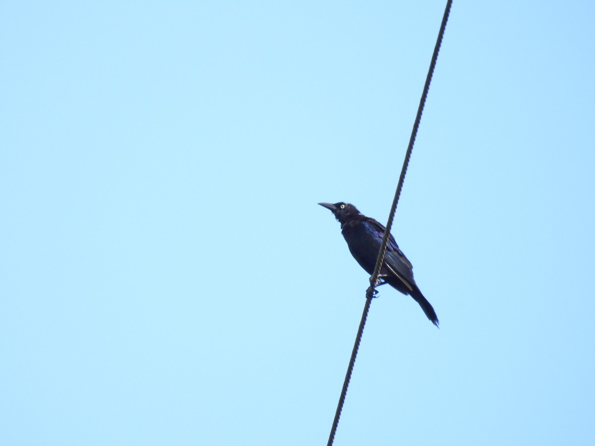 Common Grackle - Ann Esmas