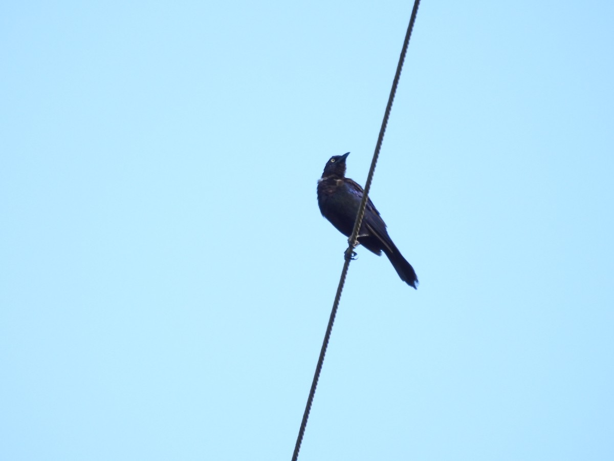 Common Grackle - Ann Esmas