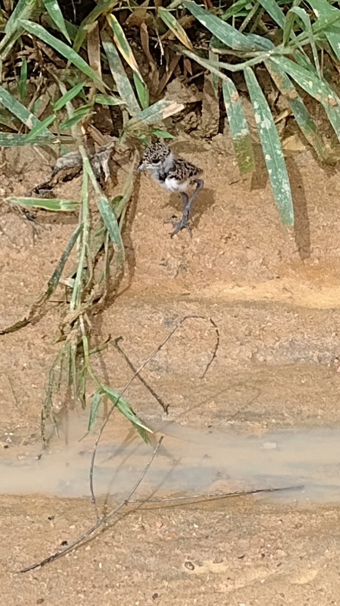 Southern Lapwing - ML603674161